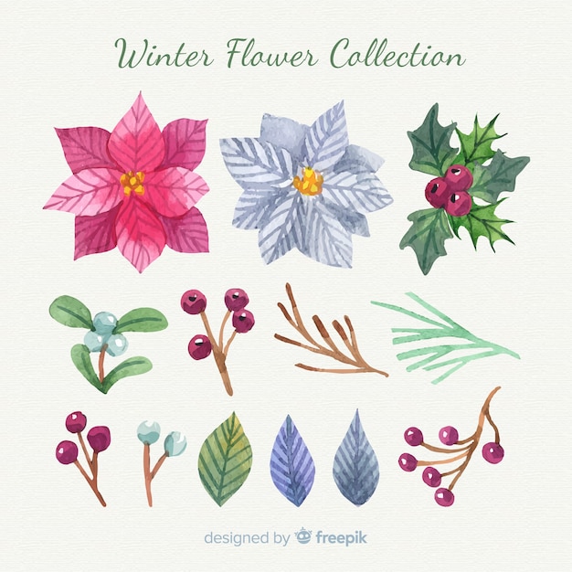 Colección flores invierno dibujadas a mano