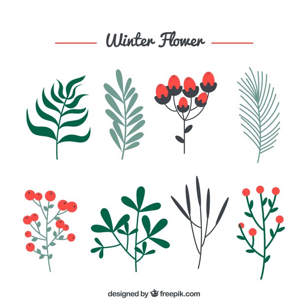 Colección de flores de invierno
