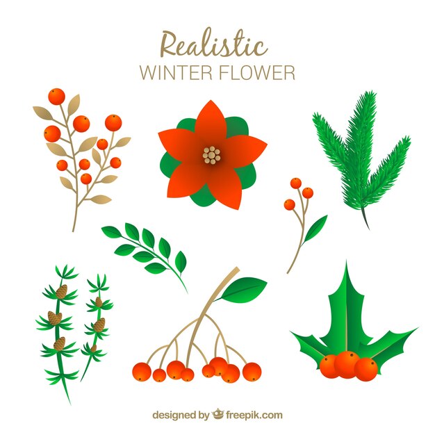 Colección de flores de invierno