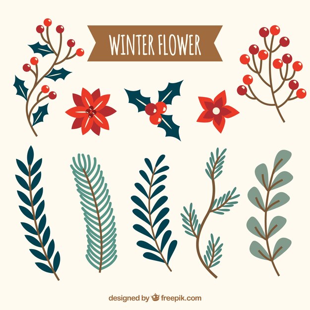 Colección de flores de invierno