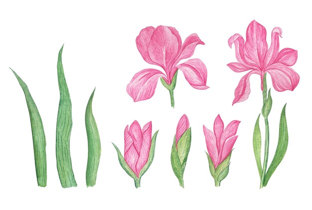 Colección de flores de iris rosa acuarela dibujada a mano