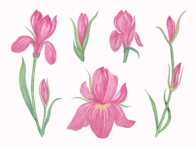 Colección de flores de iris rosa acuarela dibujada a mano