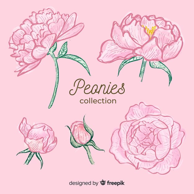 Colección de flores peonía dibujados a mano