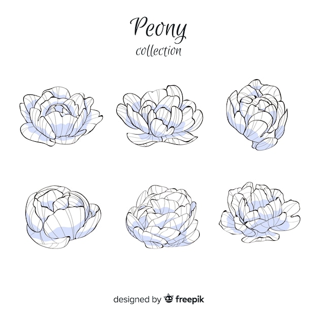 Vector gratuito colección de flores peonía dibujados a mano