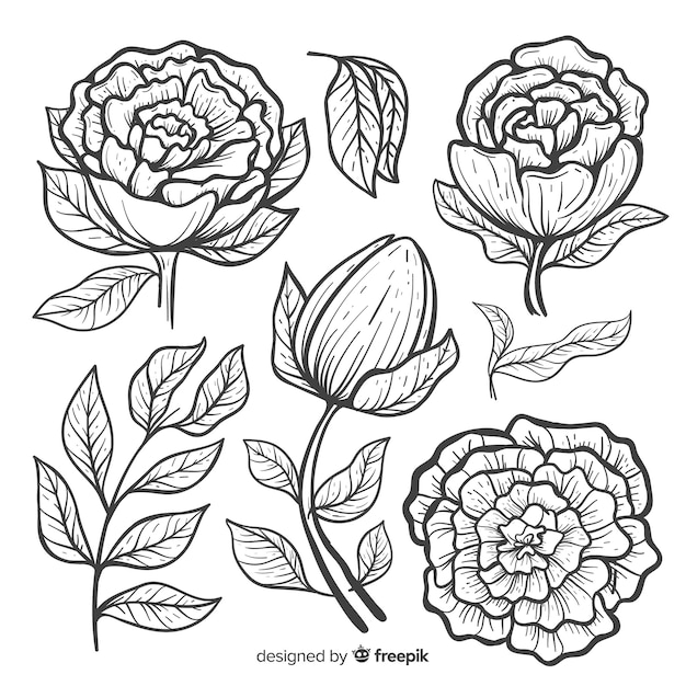 Colección de flores peonía en diseño dibujo a mano