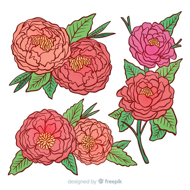Colección de flores peonía
