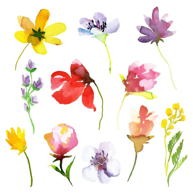 Colección de flores de primavera en acuarela