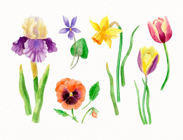 Colección de flores de primavera en acuarela