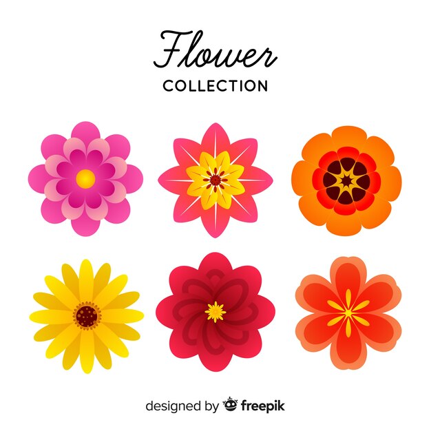 Colección flores primavera coloridas