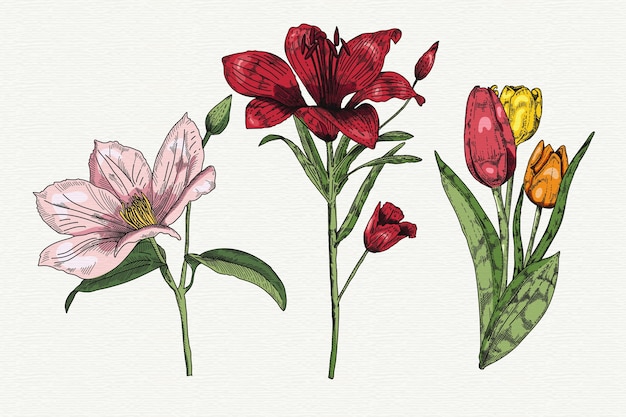 Colección de flores de primavera dibujadas a mano