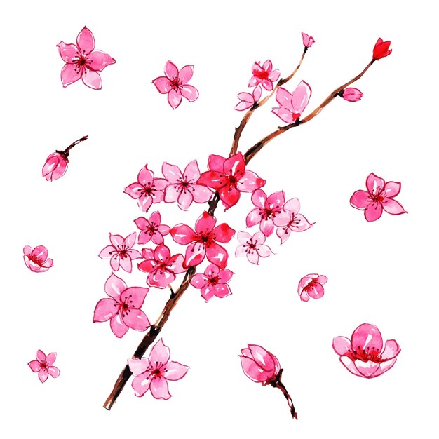 Colección de flores y ramas de Cherry Blossom en acuarela