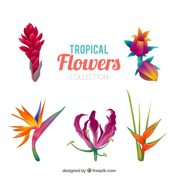 Colección de flores tropicales en colores cálidos