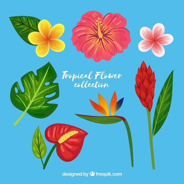 Colección de flores tropicales con colores cálidos