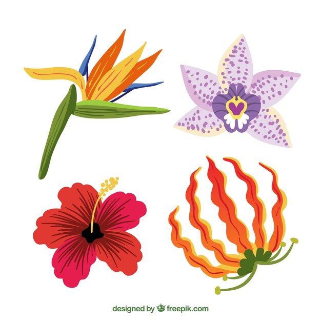 Colección de flores tropicales en colores cálidos