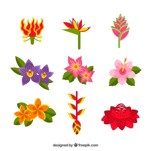 Colección de flores tropicales con colores diferentes
