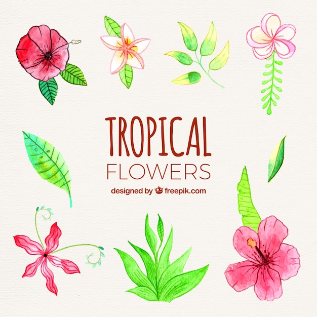 Colección de flores tropicales dibujados a mano