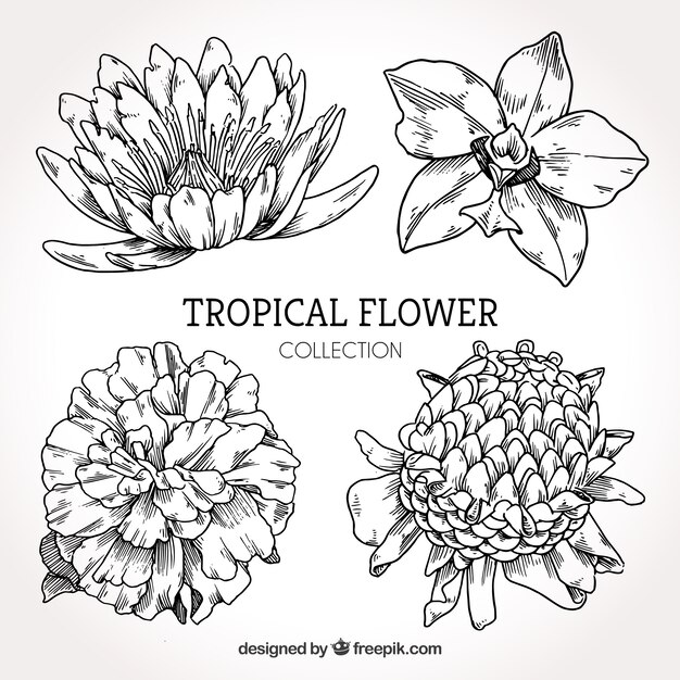Colección de flores tropicales dibujados a mano