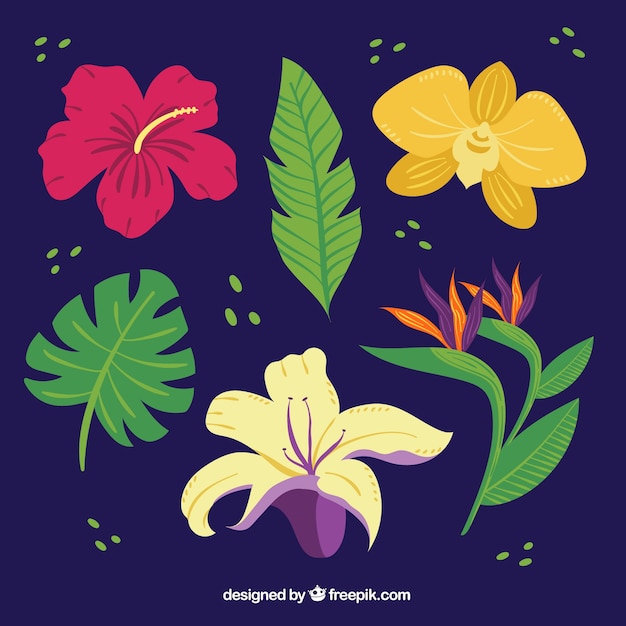 Colección de flores tropicales en diferentes colores
