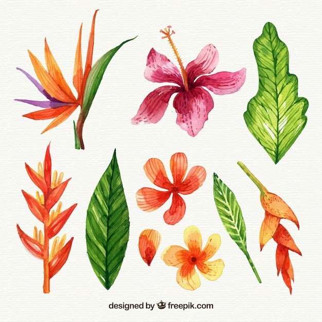 Vector gratuito colección de flores tropicales en estilo acuarela