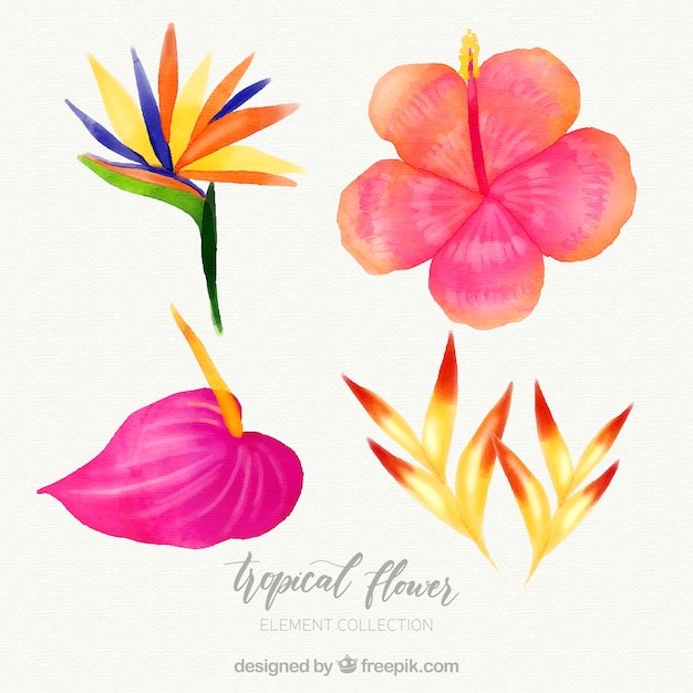 Colección de flores tropicales en estilo acuarela