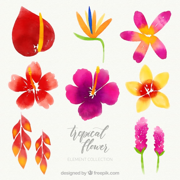 Colección de flores tropicales en estilo acuarela