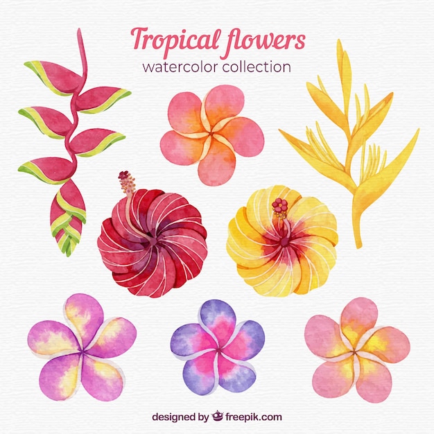 Colección de flores tropicales en estilo acuarela