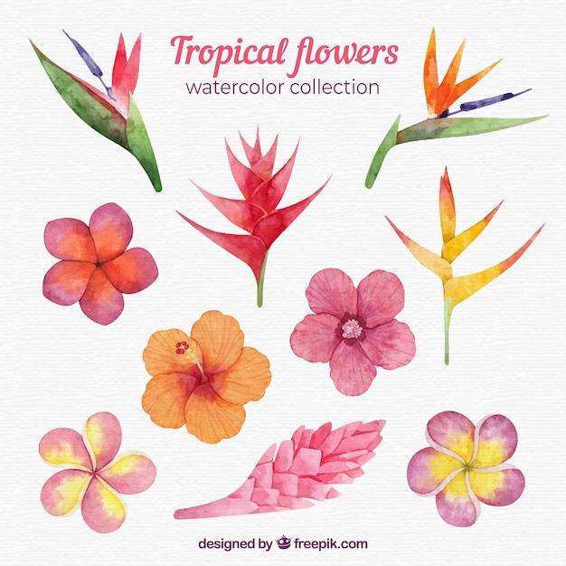 Colección de flores tropicales en estilo acuarela