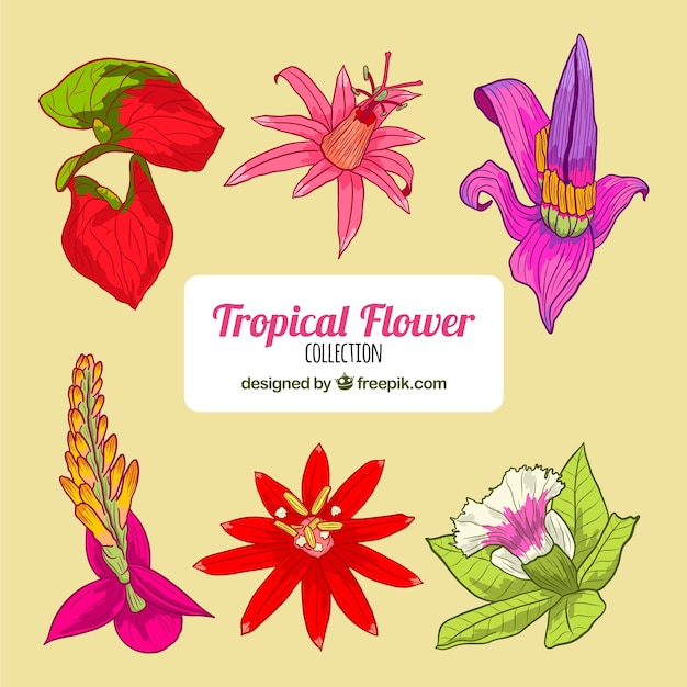 Colección de flores tropicales en estilo hecho a mano