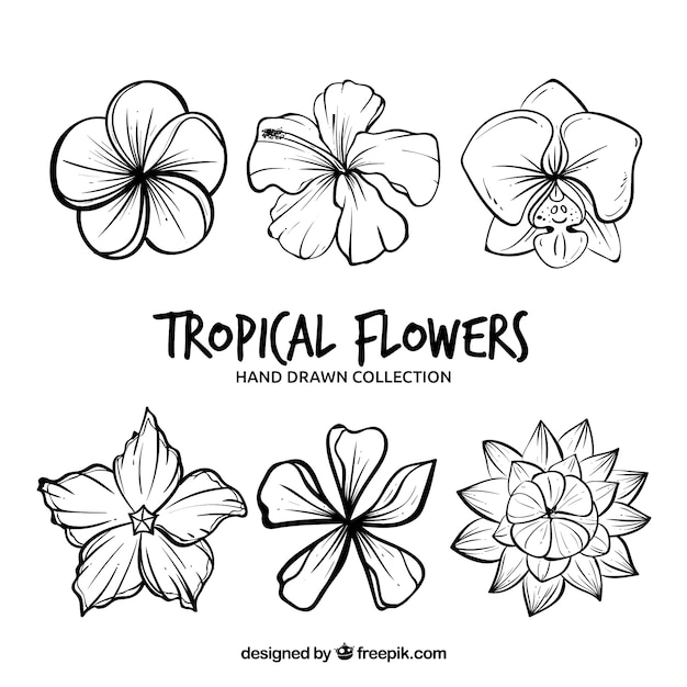 Vector gratuito colección de flores tropicales en estilo hecho a mano