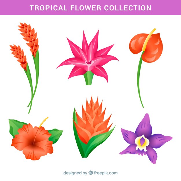 Colección de flores tropicales en estilo realista