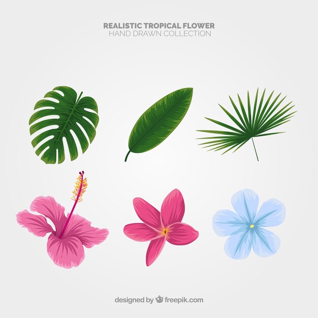 Colección de flores tropicales en estilo realista