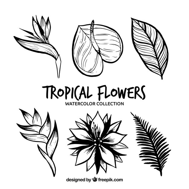 Colección de flores tropicales en monolíneas