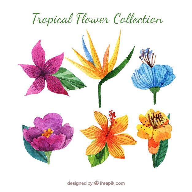 Colección de flores tropicales