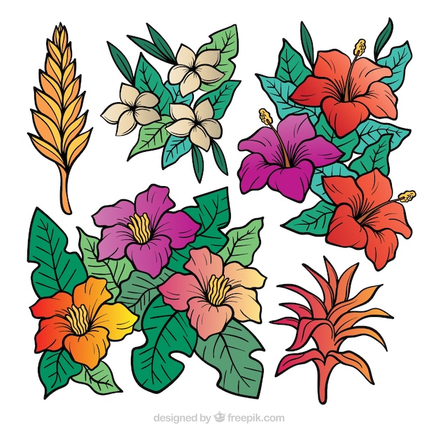 Colección de flores tropicales