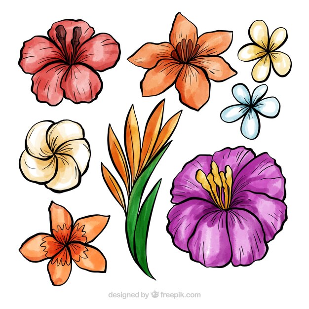 Colección de flores tropicales