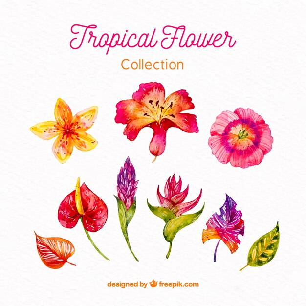 Colección de flores tropicales