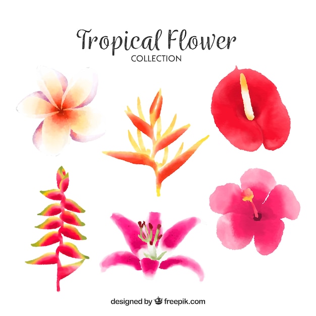 Vector gratuito colección de flores tropicales