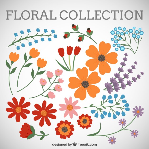 Colección de flores