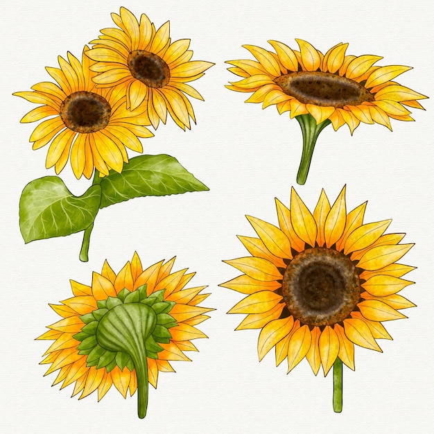 Colección girasoles acuarela pintados a mano