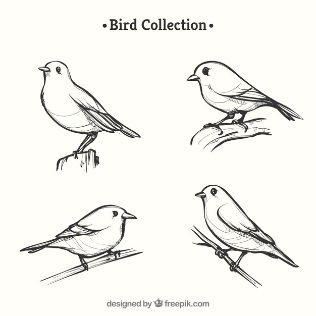 Colección hecha a mano de pájaros 