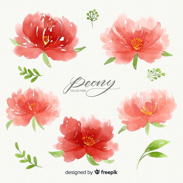 Colección de hermosas flores peonía de acuarela
