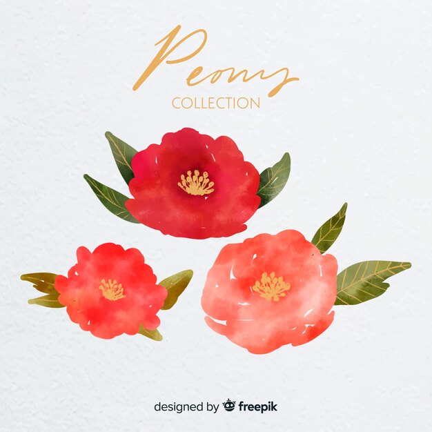 Colección de hermosas flores peonía de acuarela