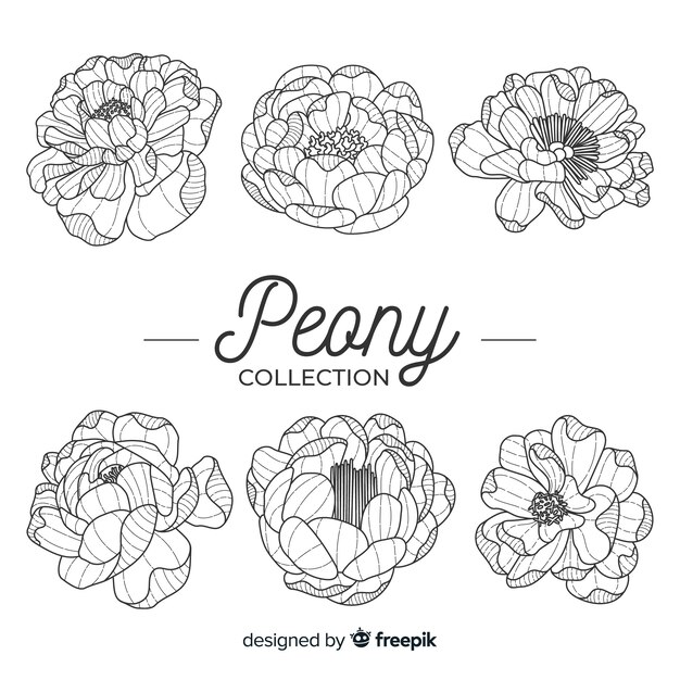 Colección de hermosas peonía