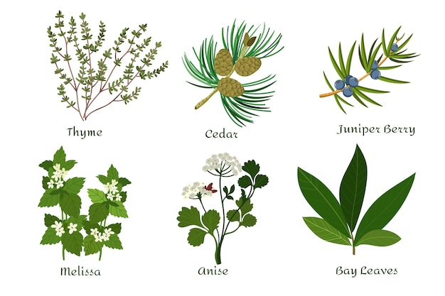 Colección de hierbas de aceite esencial de diseño plano