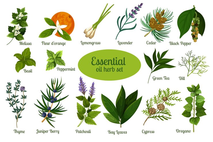 Vector gratuito colección de hierbas de aceite esencial de diseño plano