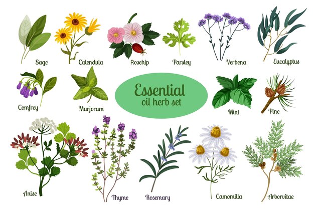 Colección de hierbas de aceite esencial de diseño plano