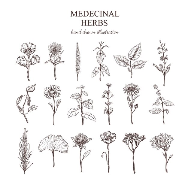 Colección de hierbas medicinales dibujadas a mano