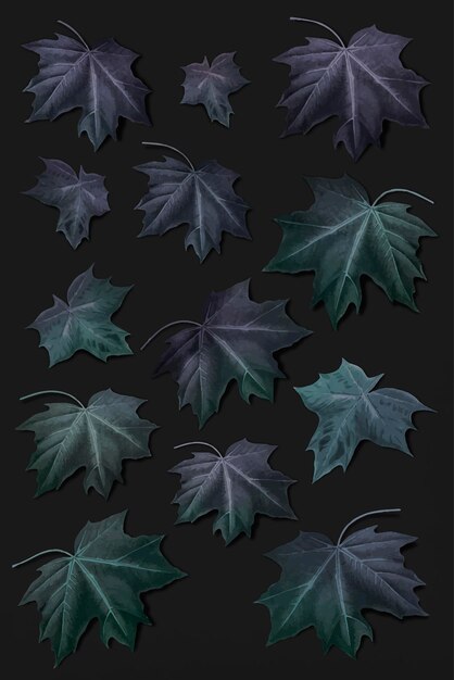Colección de hojas de arce verde purpúreo dibujadas a mano