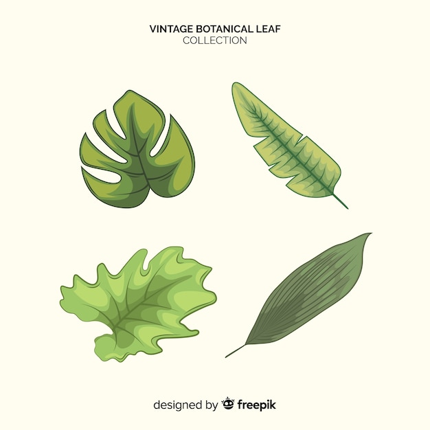 Colección de hojas botánicas vintage
