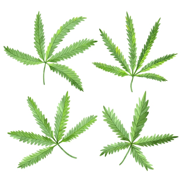 Colección de hojas de cannabis en acuarela